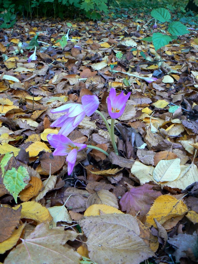 Image of genus Colchicum specimen.