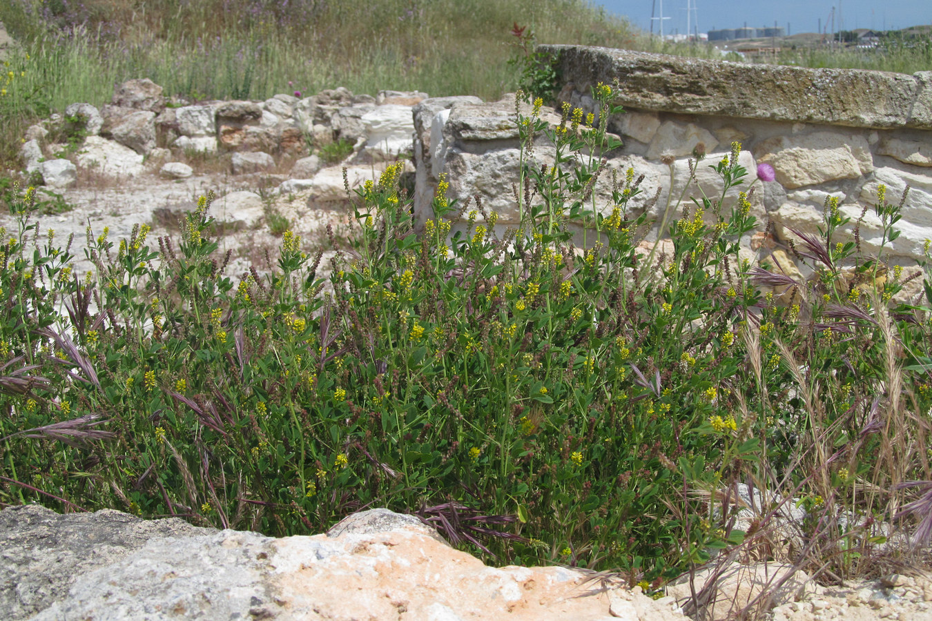 Image of Melilotus indicus specimen.