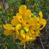 Senna variety coquimbensis