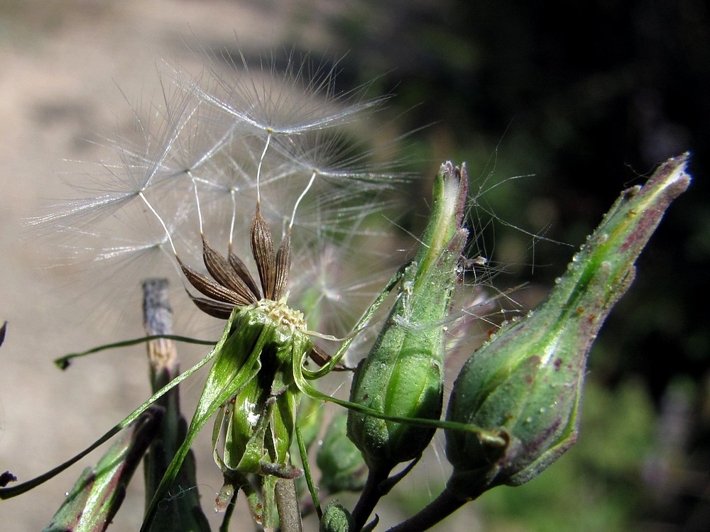 Изображение особи Lactuca serriola.