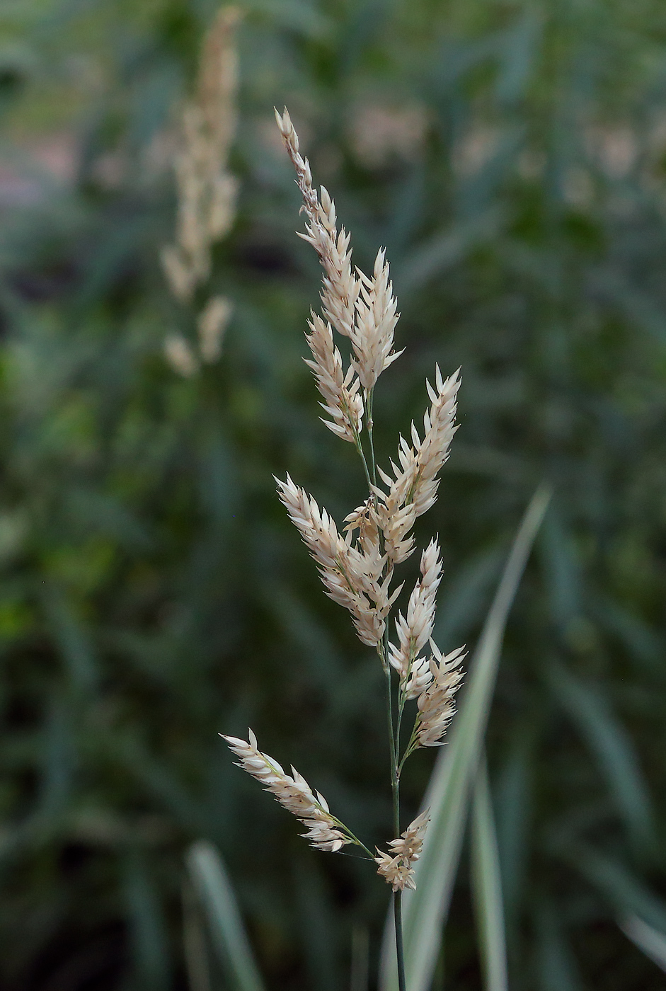 Изображение особи Phalaroides japonica.