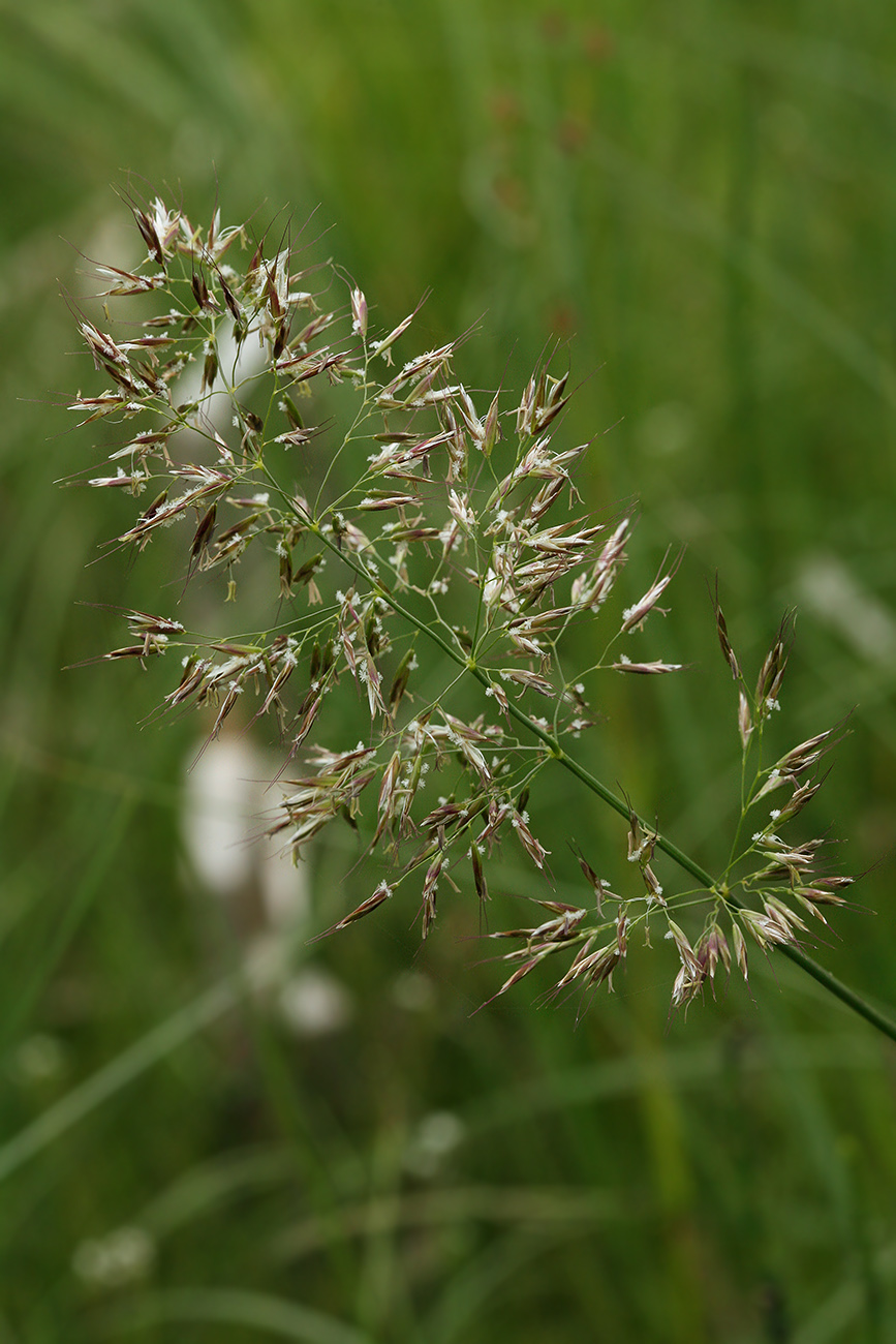 Image of Trisetum sibiricum specimen.