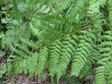 Pteridium pinetorum подвид sibiricum. Часть вайи. Красноярский край, окр. г. Красноярск, заповедник \"Столбы\", смешанный лес, обочина дороги. 13.08.2018.