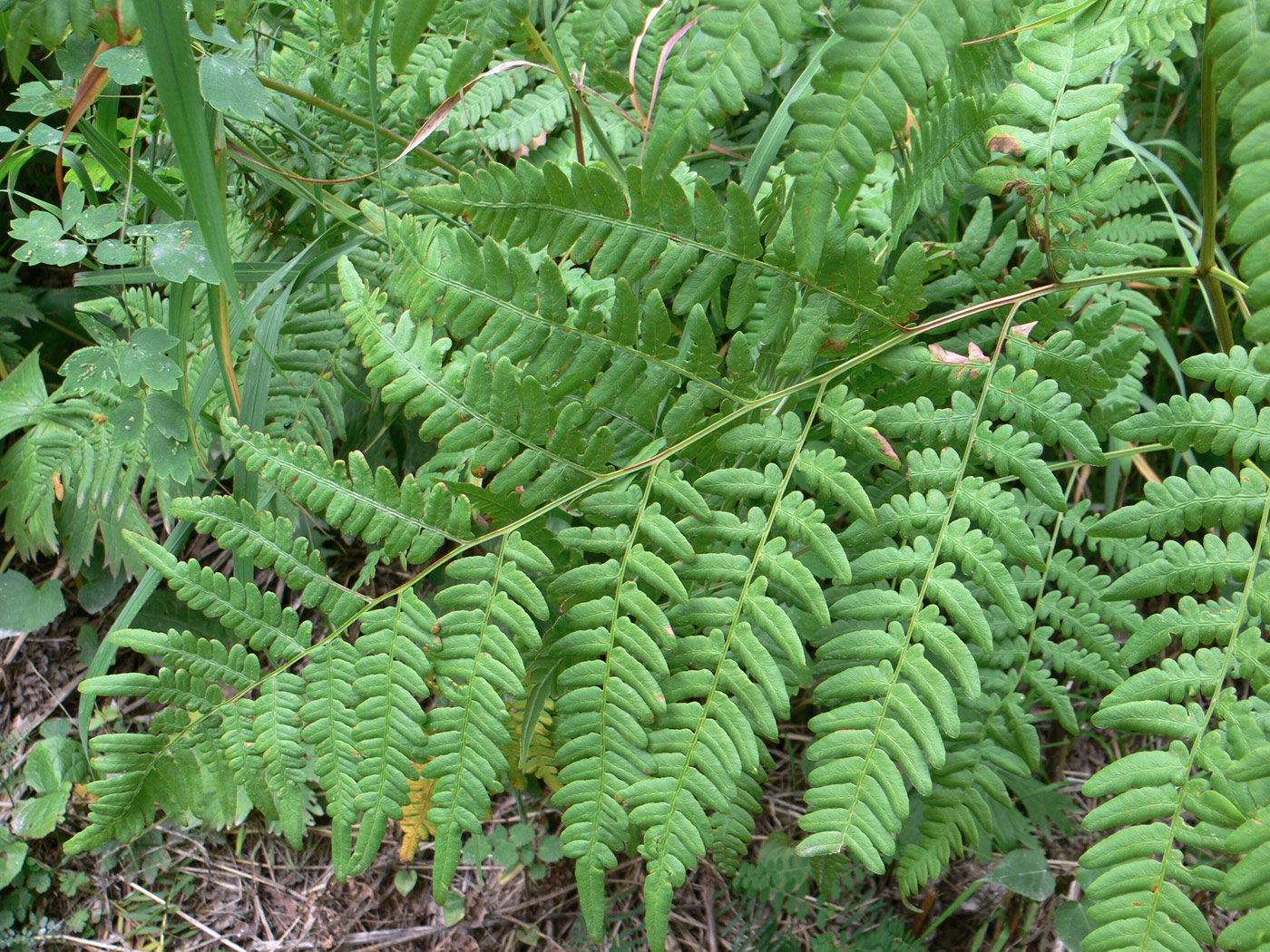 Изображение особи Pteridium pinetorum ssp. sibiricum.