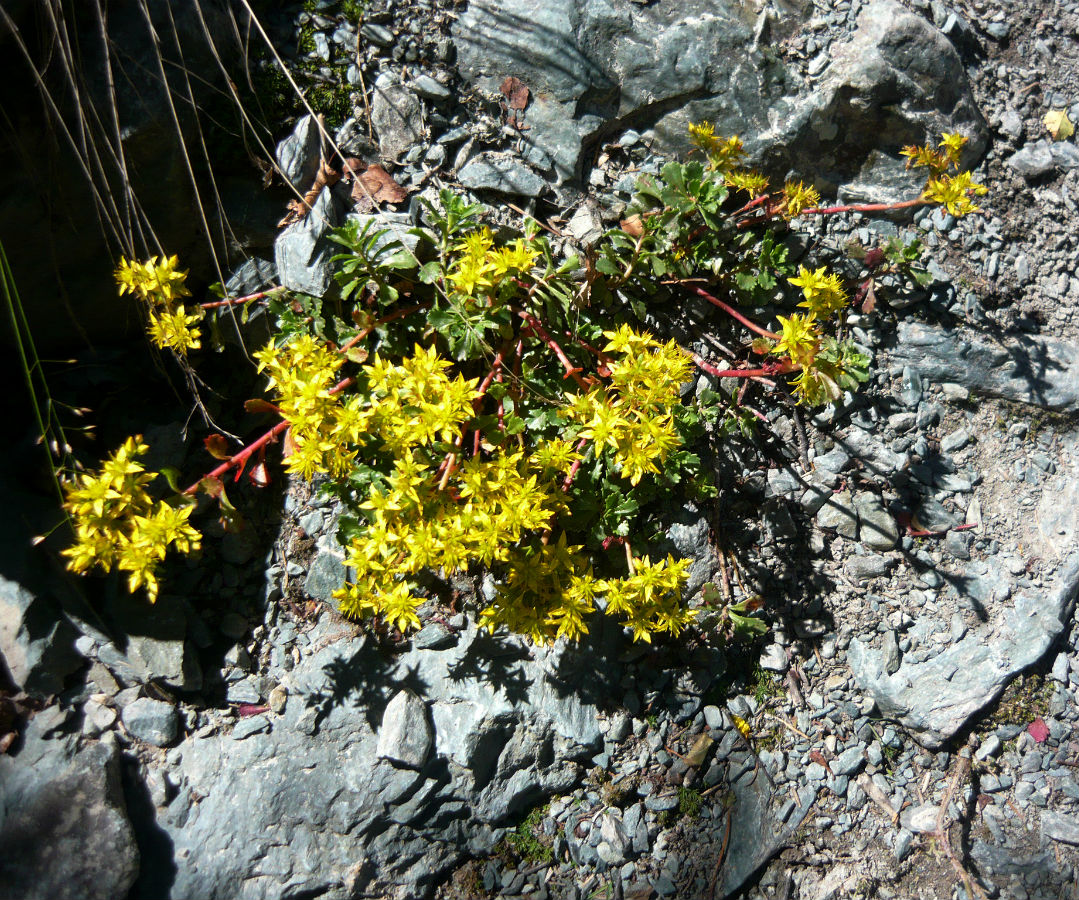 Изображение особи Aizopsis hybrida.