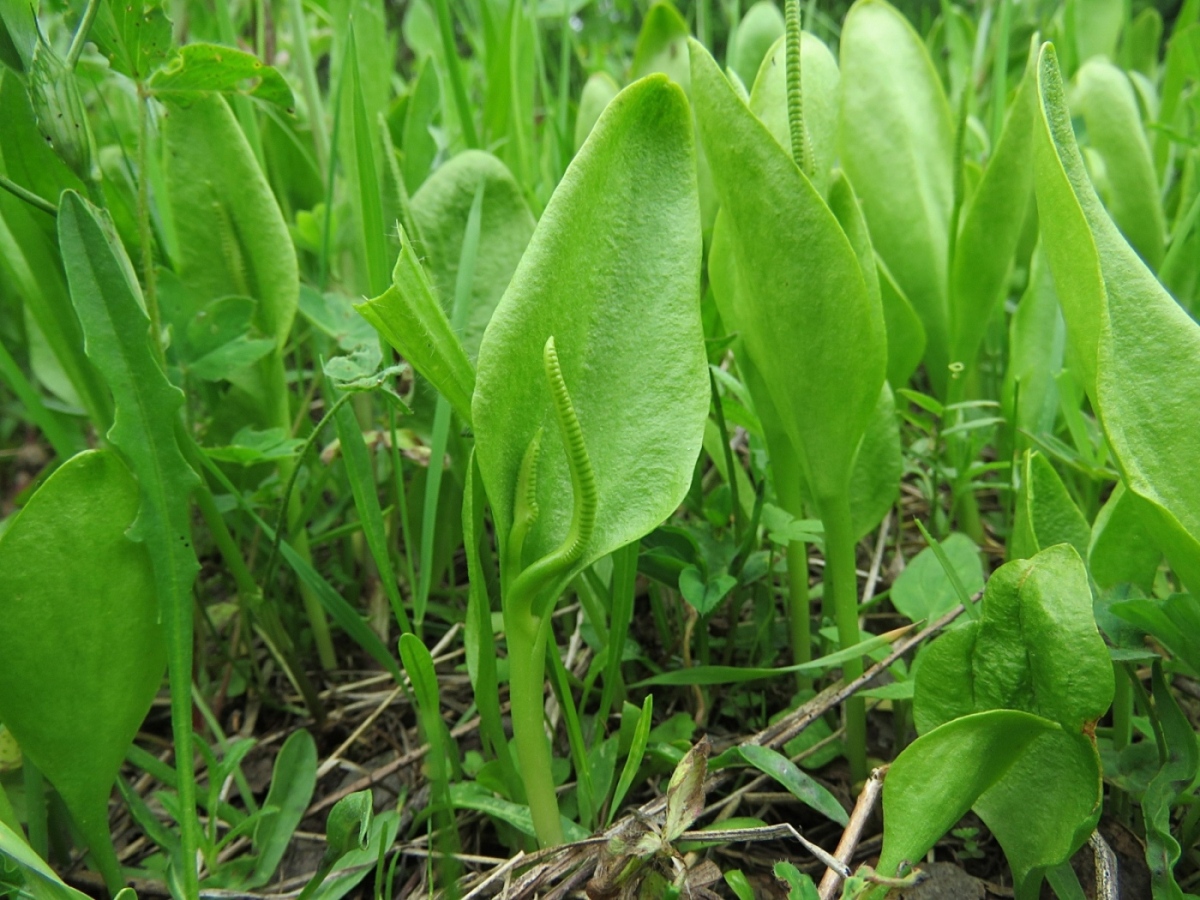 Изображение особи Ophioglossum vulgatum.