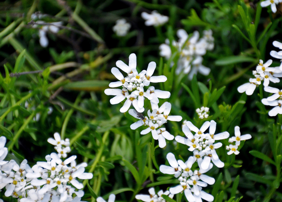 Image of Iberis sempervirens specimen.