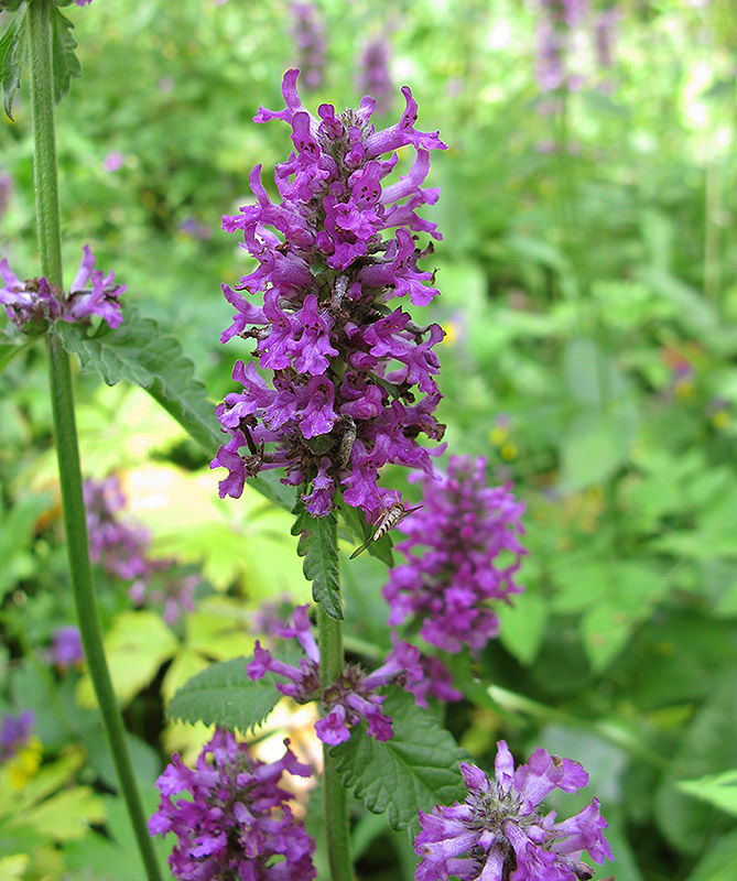 Изображение особи Betonica officinalis.