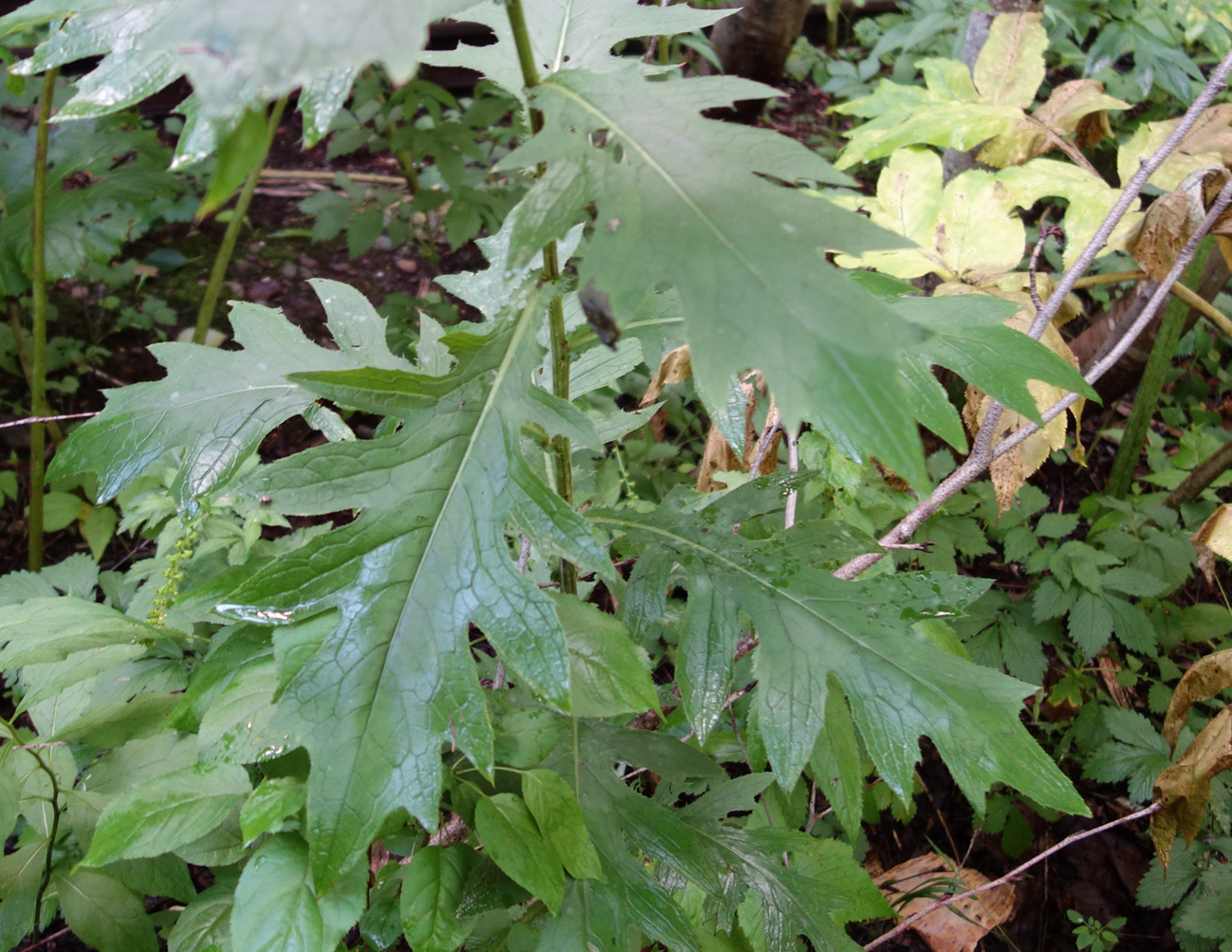 Image of Cirsium kamtschaticum specimen.