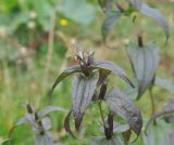 Gentiana schistocalyx