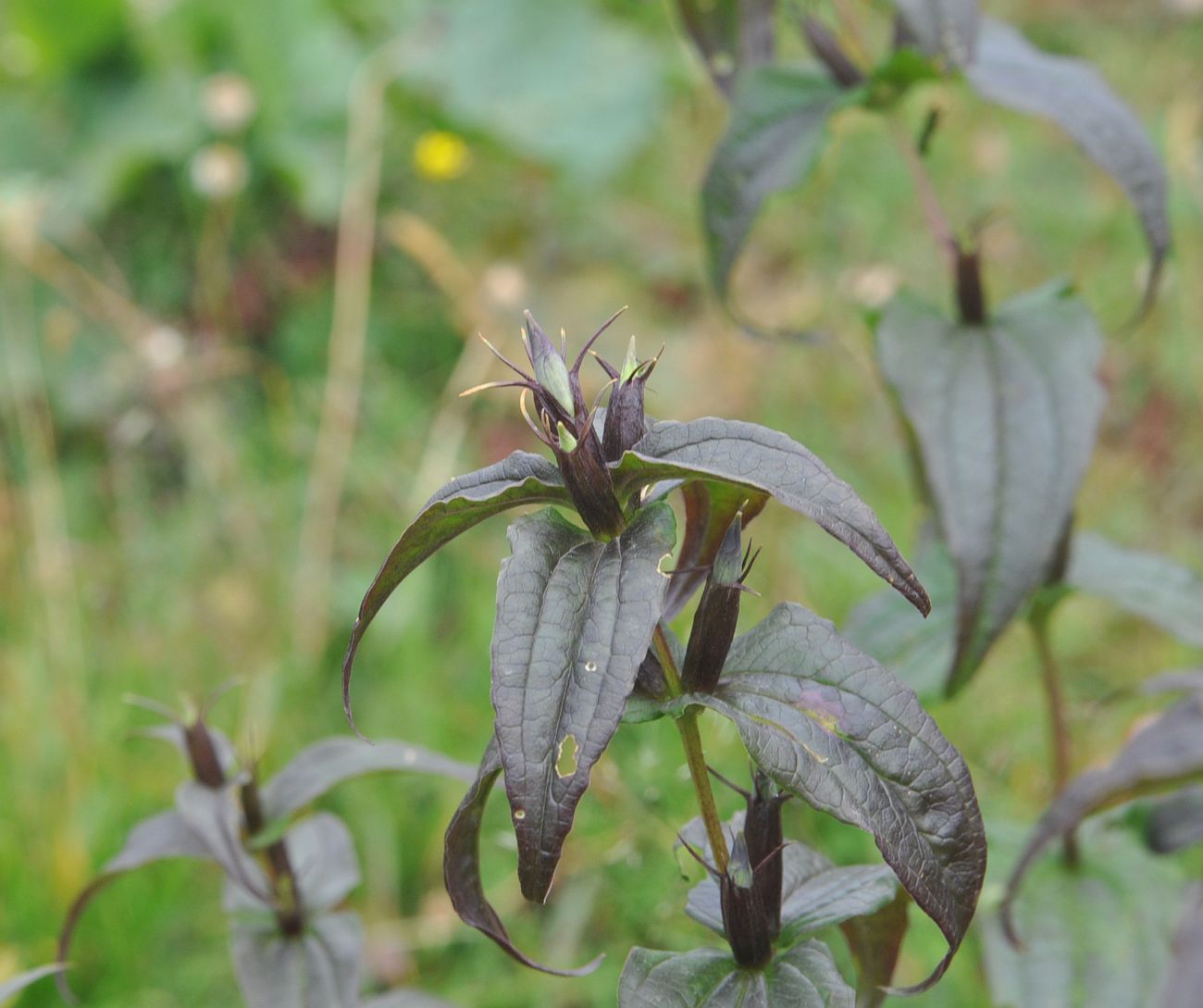 Image of Gentiana schistocalyx specimen.