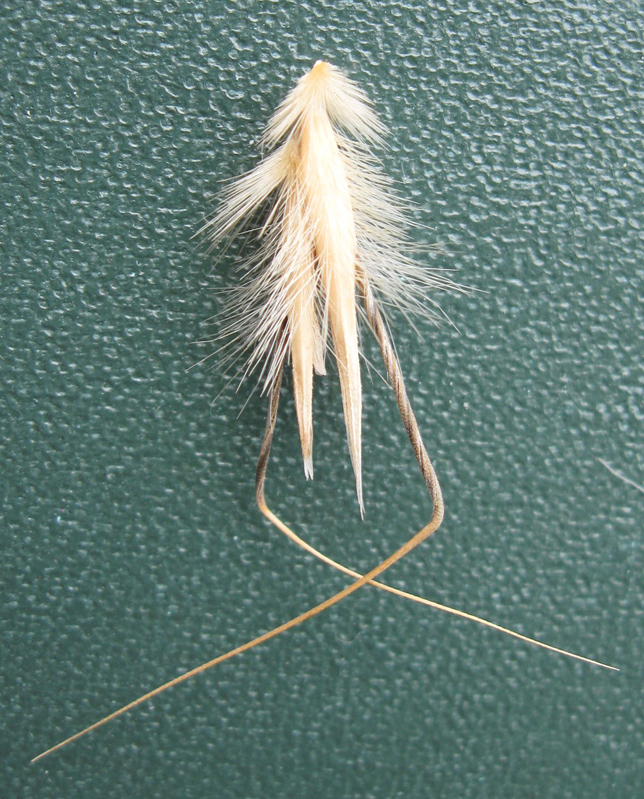 Image of Avena trichophylla specimen.