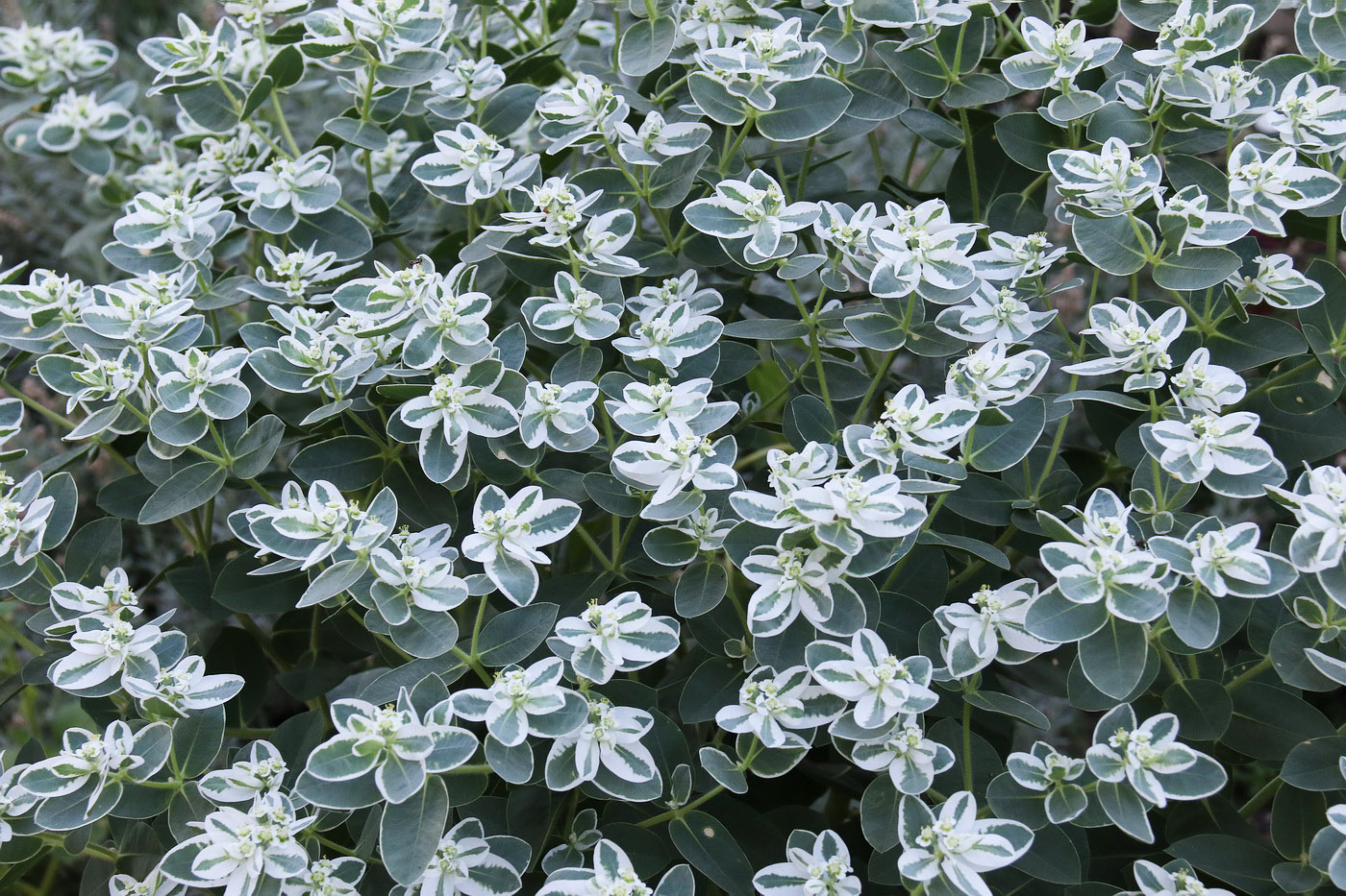 Image of Euphorbia marginata specimen.