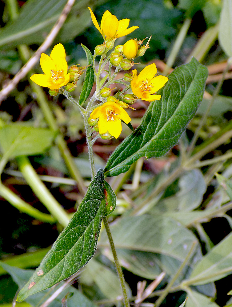 Изображение особи Lysimachia vulgaris.