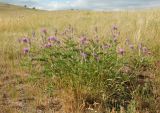 Astragalus onobrychis