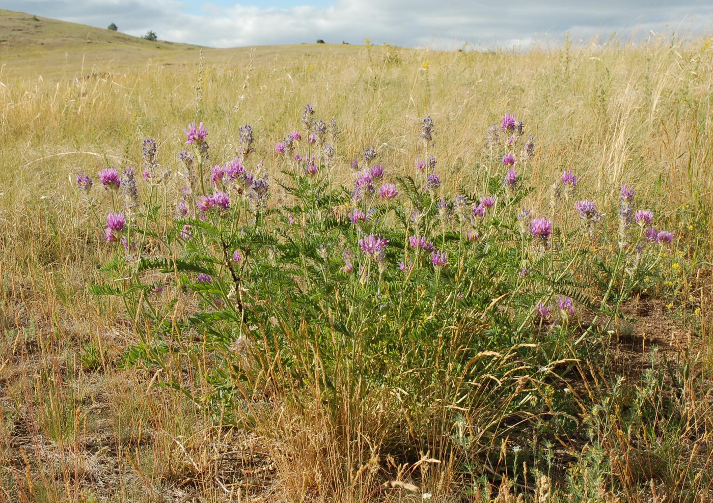 Изображение особи Astragalus onobrychis.