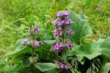Phlomoides oreophila