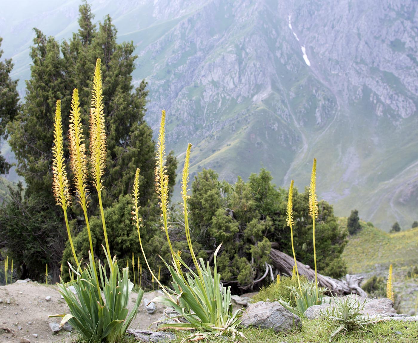 Изображение особи Eremurus fuscus.