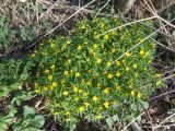 Anemone ranunculoides