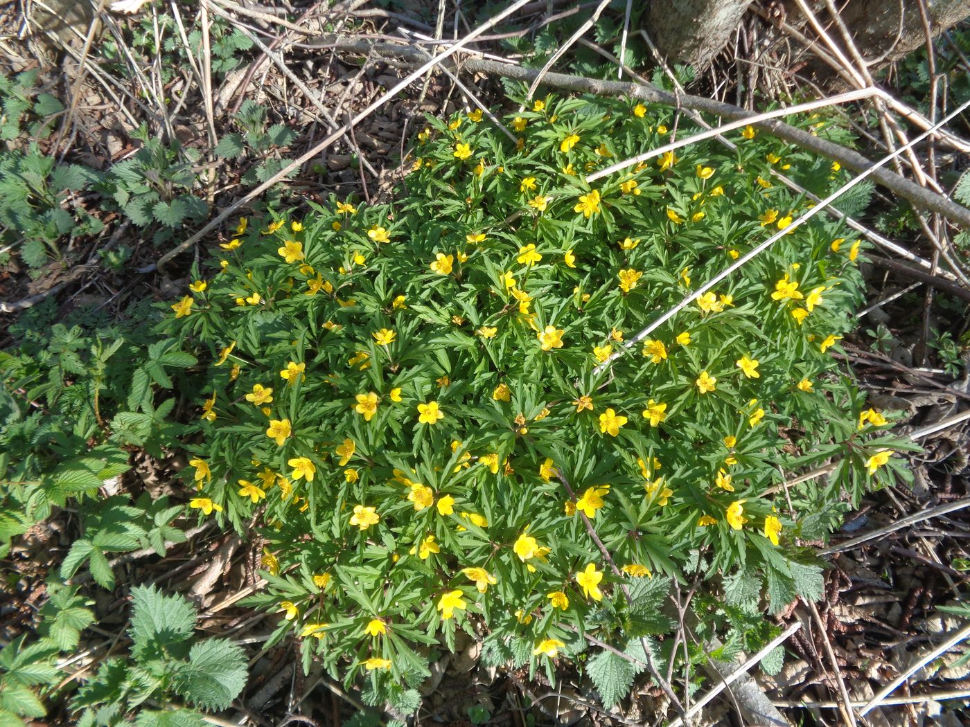 Изображение особи Anemone ranunculoides.