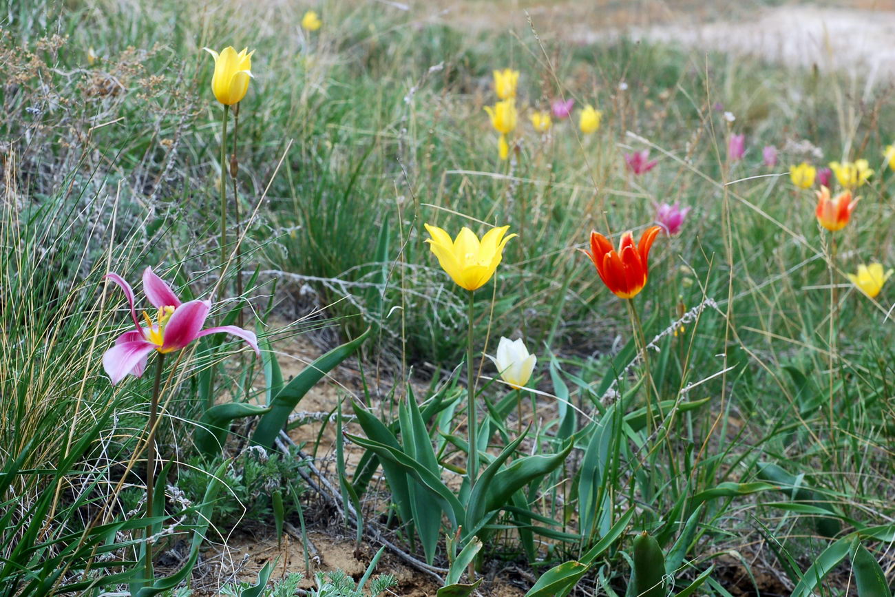 Изображение особи Tulipa suaveolens.