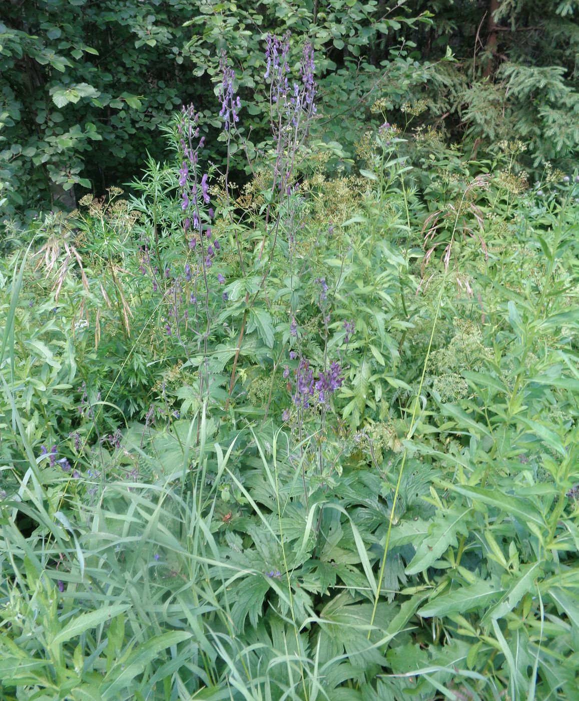 Image of Aconitum septentrionale specimen.