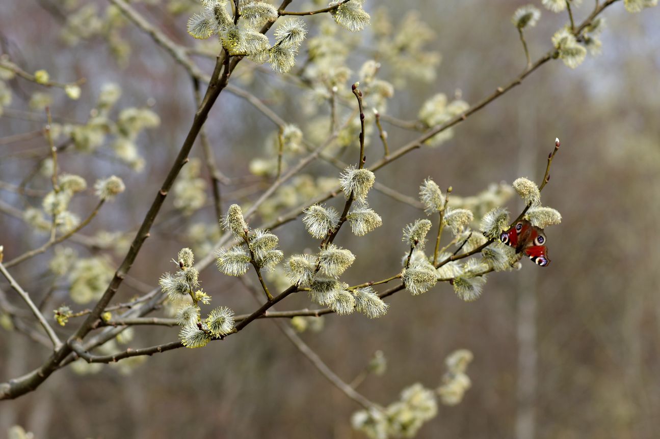 Изображение особи Salix caprea.