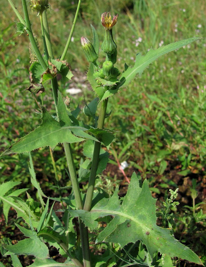 Image of Sonchus oleraceus specimen.