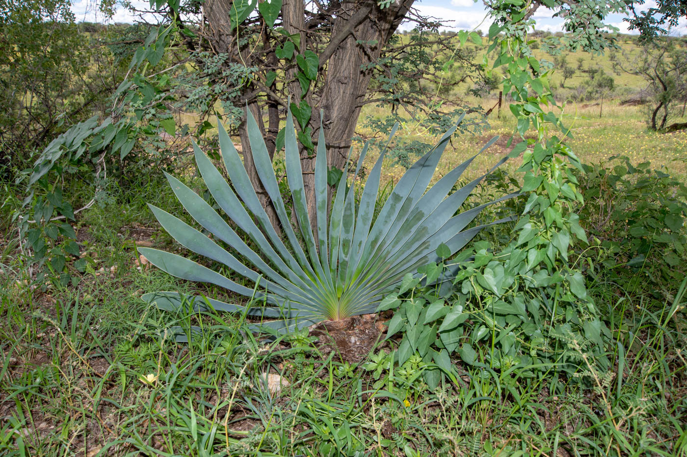 Image of Boophone disticha specimen.