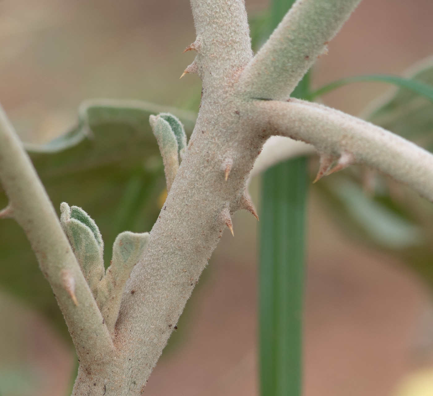 Изображение особи Solanum lichtensteinii.