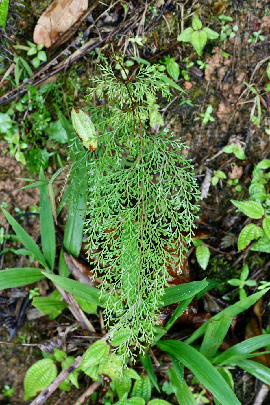 Изображение особи Odontosoria chinensis.