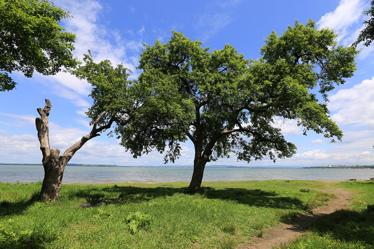 Image of Malus mandshurica specimen.