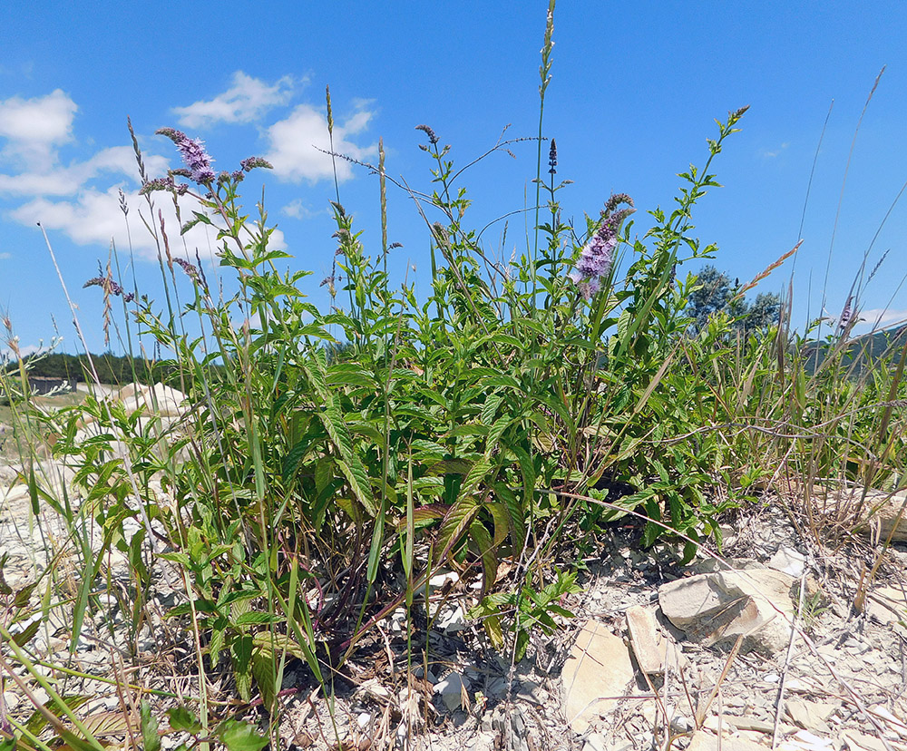 Image of Mentha spicata specimen.