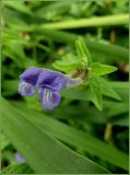 Scutellaria galericulata