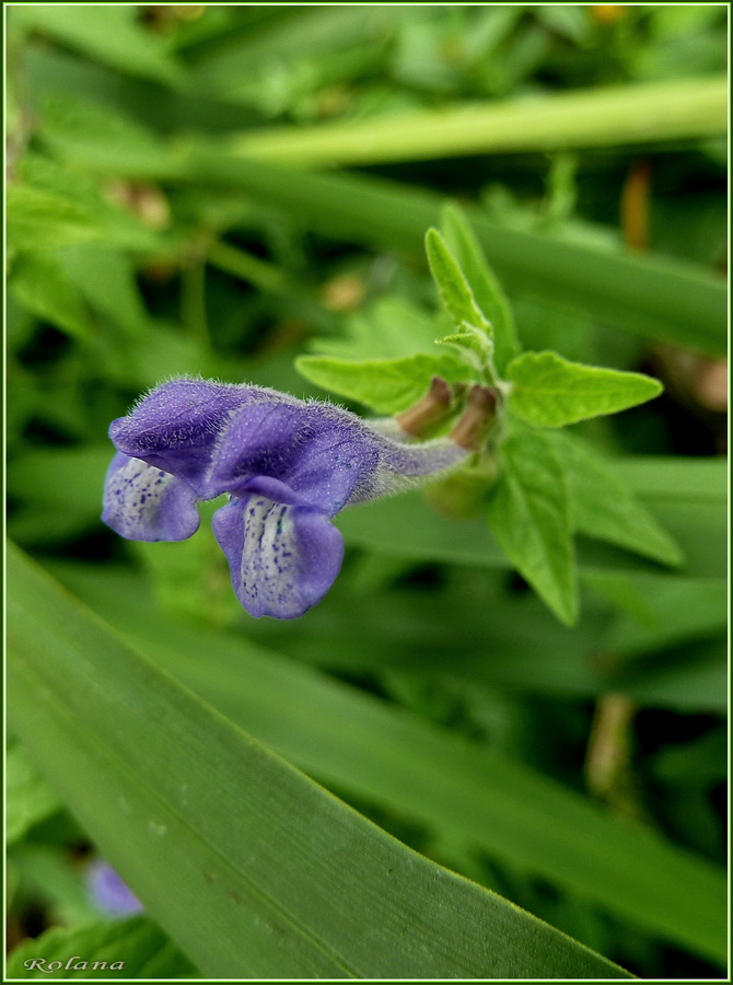 Image of Scutellaria galericulata specimen.