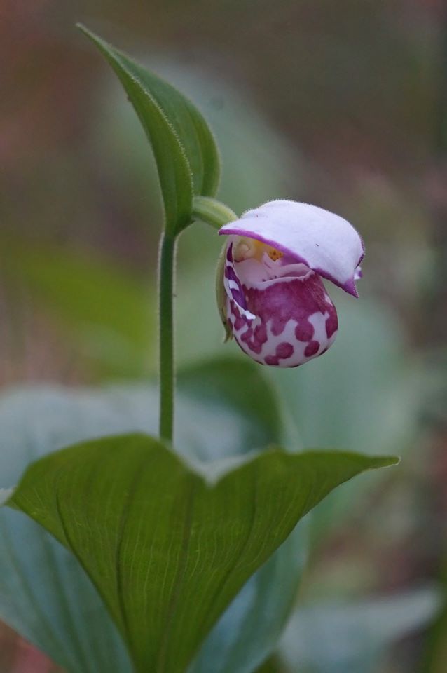 Image of Cypripedium guttatum specimen.