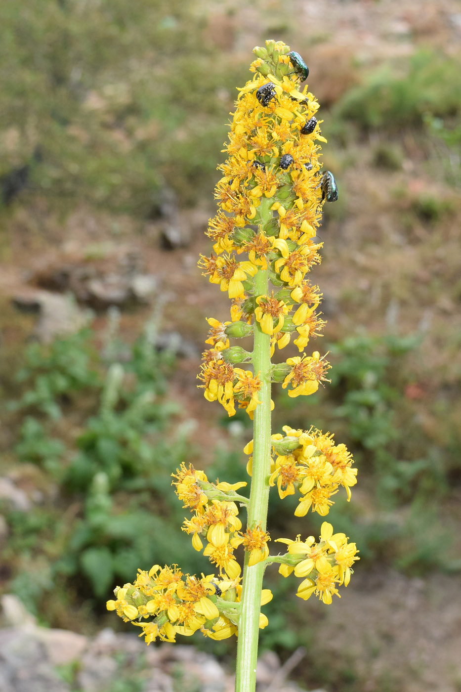 Изображение особи Ligularia heterophylla.