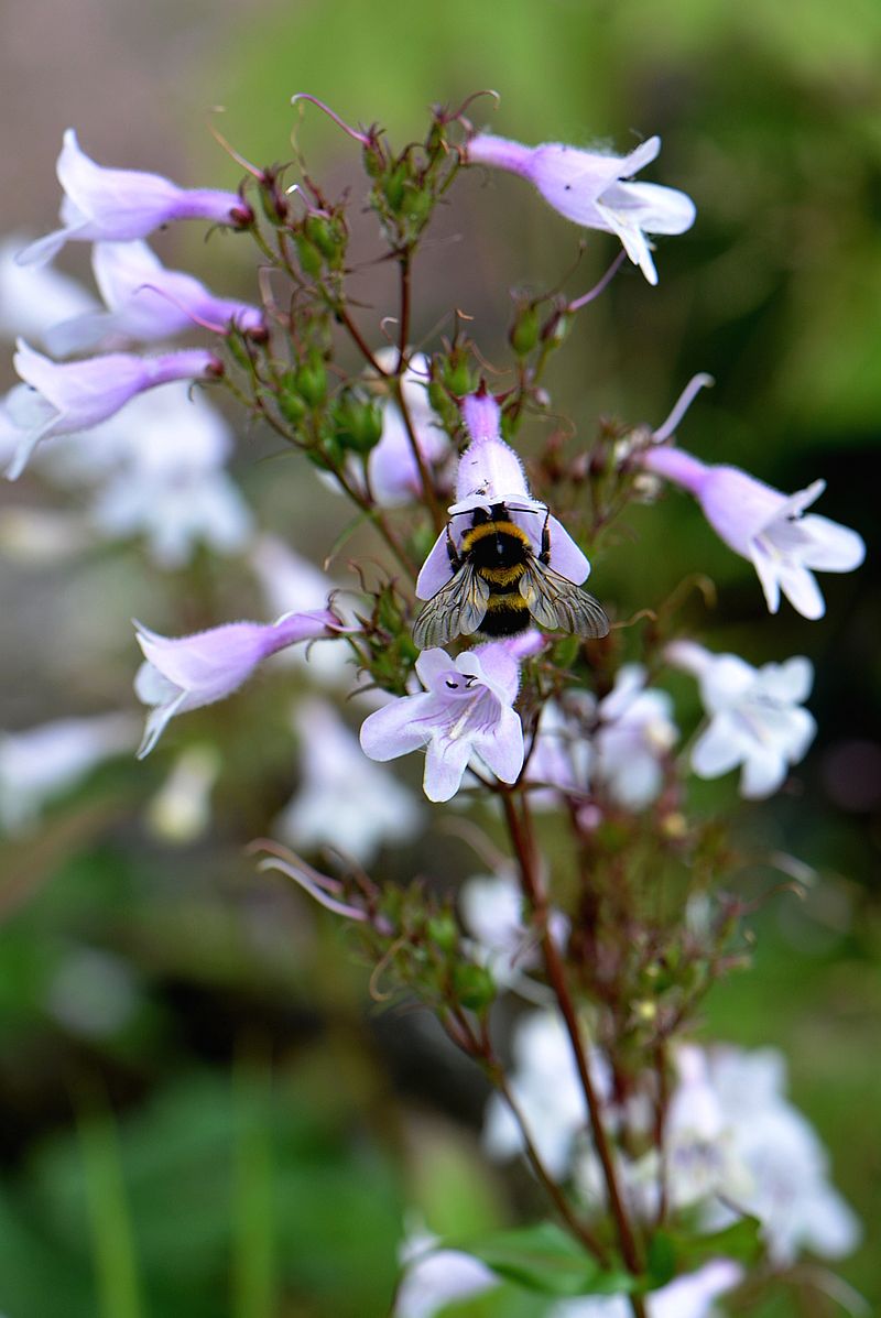 Изображение особи род Penstemon.