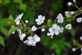 Cerasus vulgaris