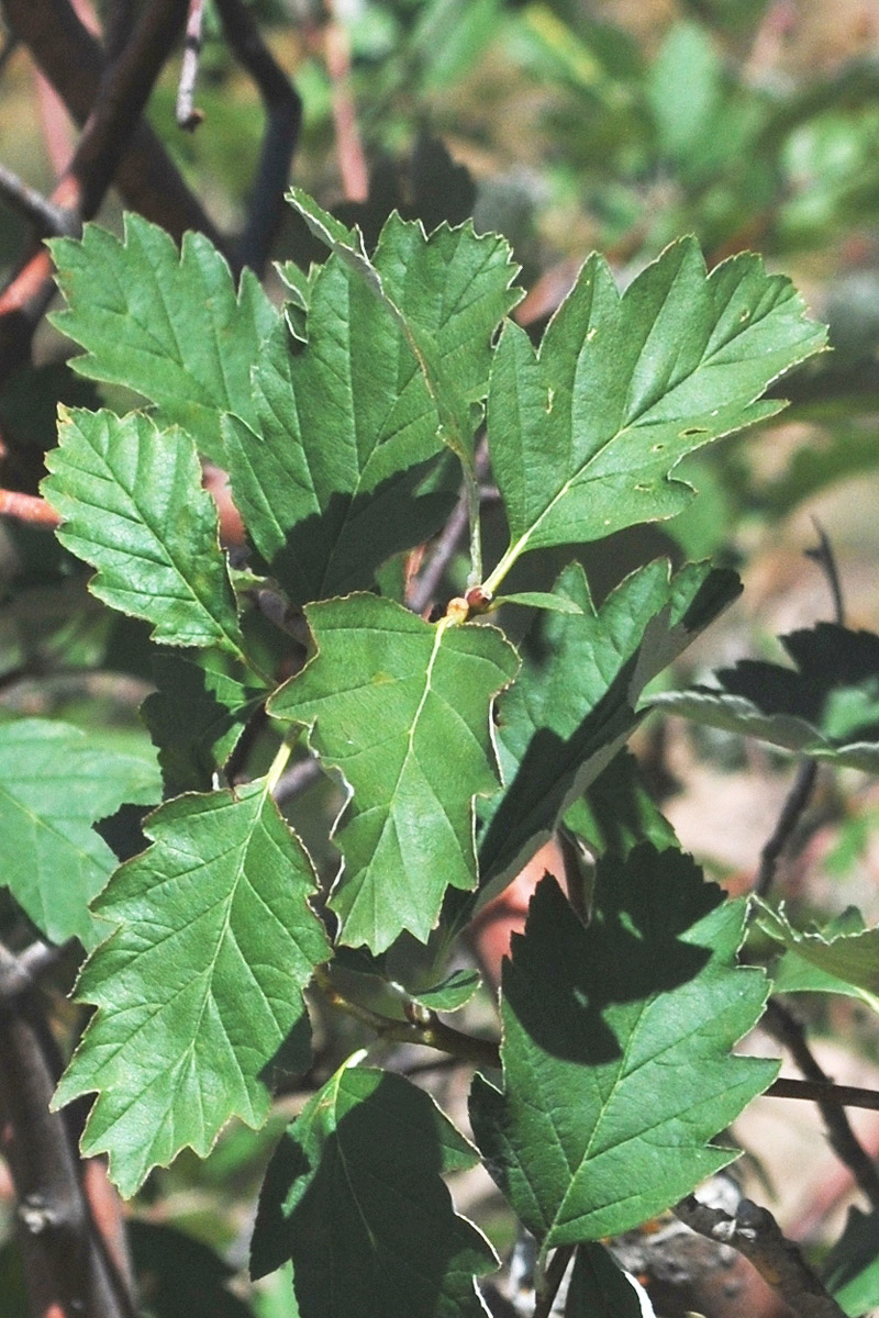 Image of Sorbus persica specimen.