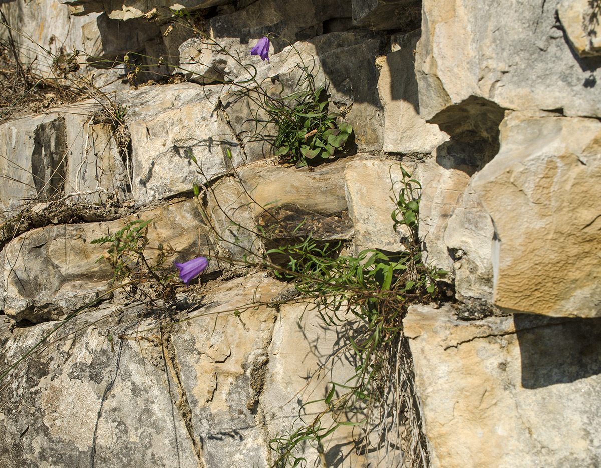 Image of Campanula rotundifolia specimen.