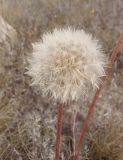 Taraxacum serotinum. Соплодие. Украина, г. Запорожье, восточная окраина, долина р. Мокрая Московка, левый берег, разнотравная степь недалеко от железнодорожного моста. 10.10.2020.