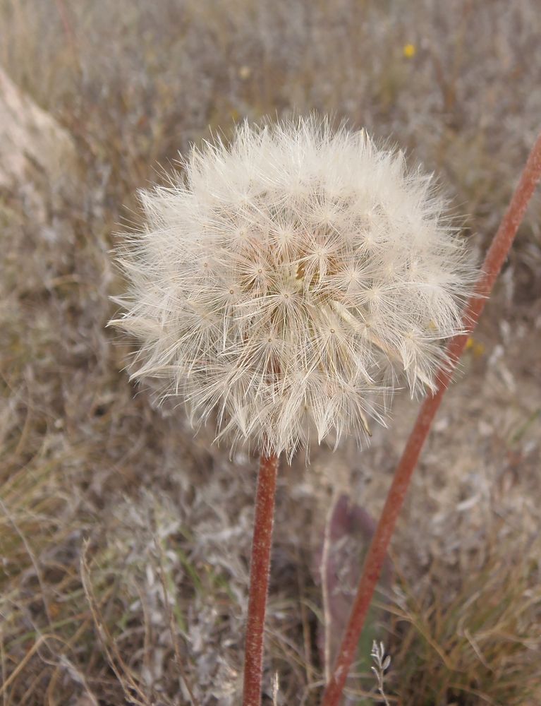 Image of Taraxacum serotinum specimen.