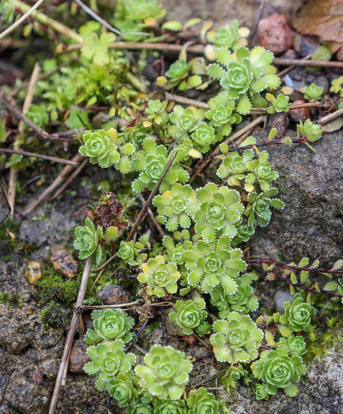 Image of genus Saxifraga specimen.