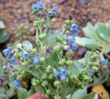 Mertensia maritima