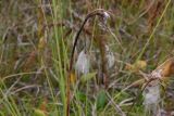 Eriophorum angustifolium