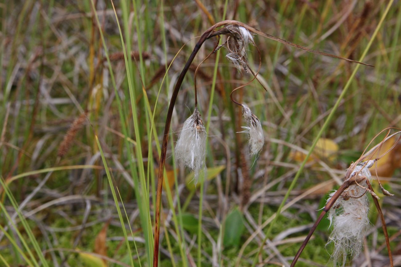 Изображение особи Eriophorum angustifolium.