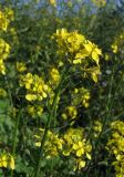 Sinapis alba