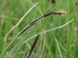 Carex cespitosa