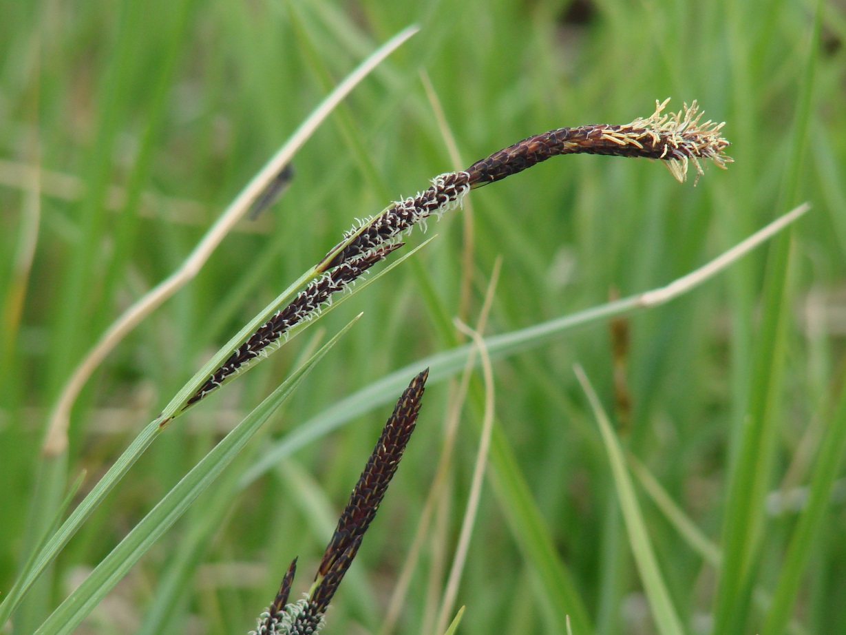 Изображение особи Carex cespitosa.